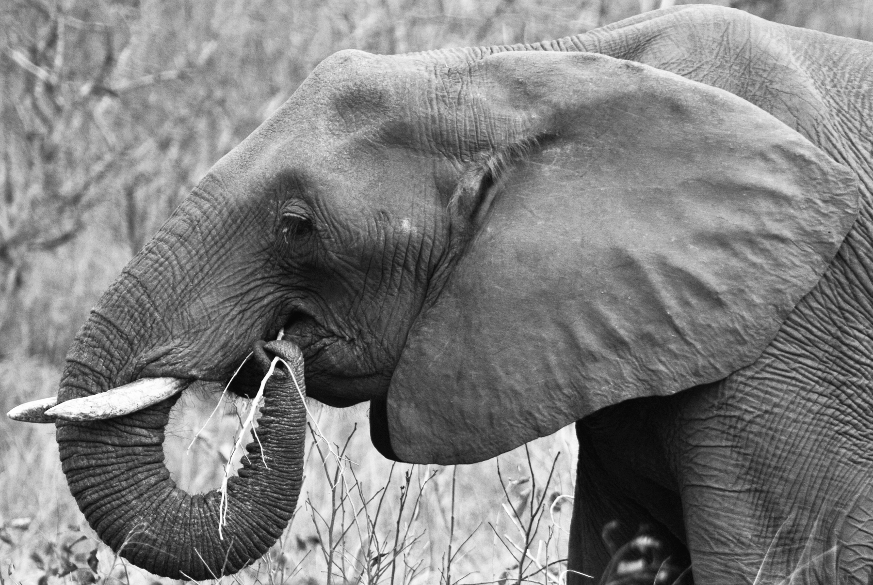 Elephant Greyscale